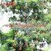 X-Mas Tree Wrought Iron Hanging Wind Chimes Home Garden Decoration